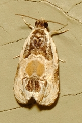 Olethreutes griseoalbana