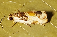 Olethreutes griseoalbana