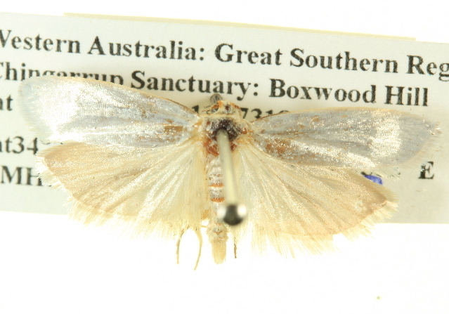 Xylorycta cosmopis