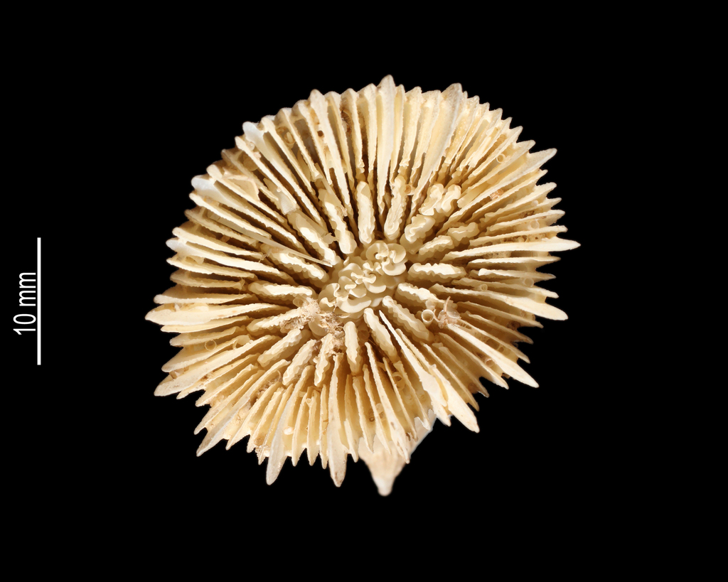 Horn Coral