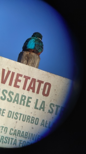 Martin pescatore comune