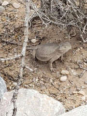 Phrynosoma