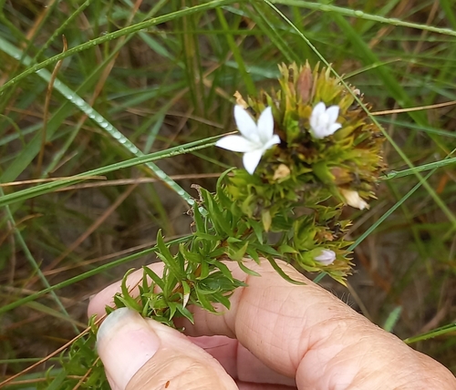 Image of Roella glomerata by (c) Adele SL, some rights reserved (CC BY)