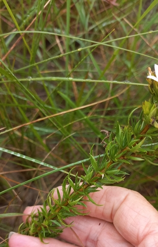 Image of Roella glomerata by (c) Adele SL, some rights reserved (CC BY)
