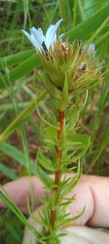 Eastern Bell (Roella glomerata)