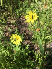 Pyrrhopappus grandiflorus
