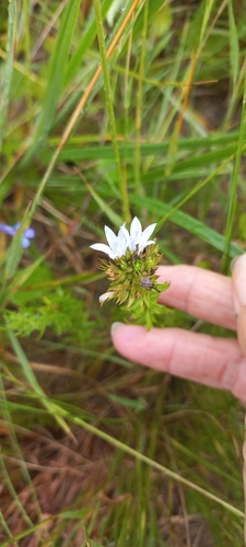 Image of Roella glomerata by (c) Adele SL, some rights reserved (CC BY)