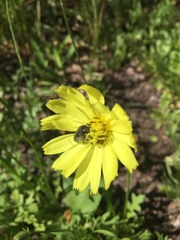 Pyrrhopappus grandiflorus