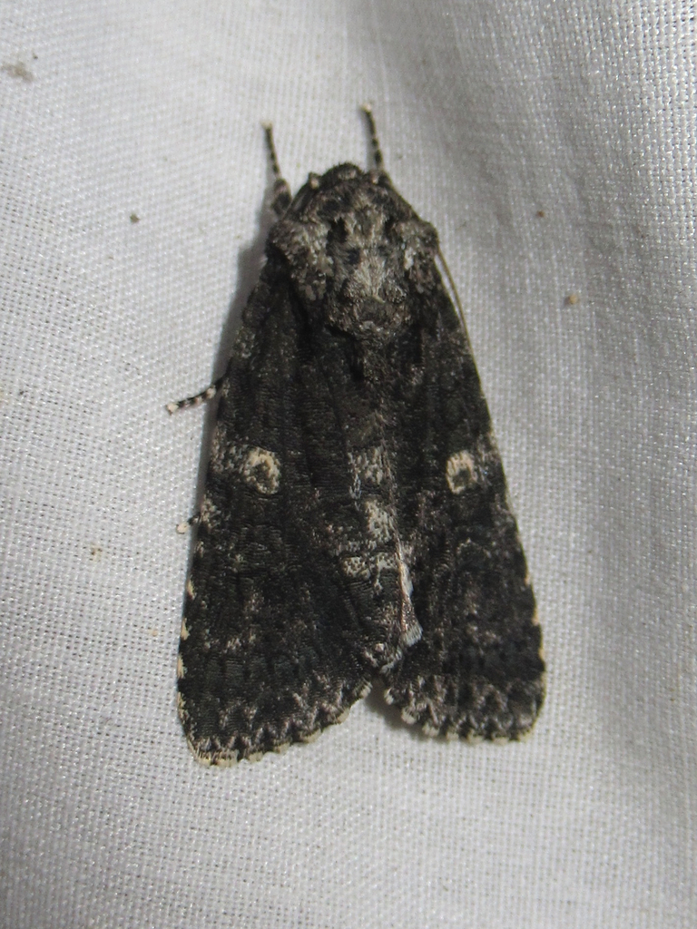 Afflicted Dagger from Salton Dr., Austin, Travis Co., TX on February 22 ...