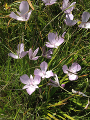 Calochortus uniflorus