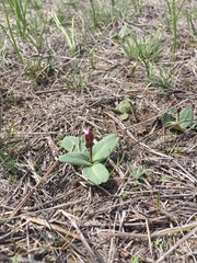 Primula pauciflora pauciflora