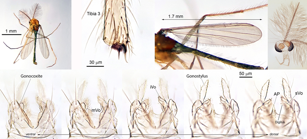 Cladotanytarsus atridorsum