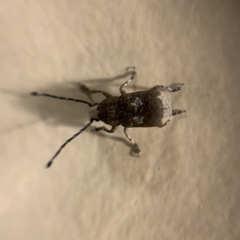 Platystomos albinus