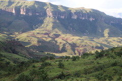 Pteridium aquilinum capense