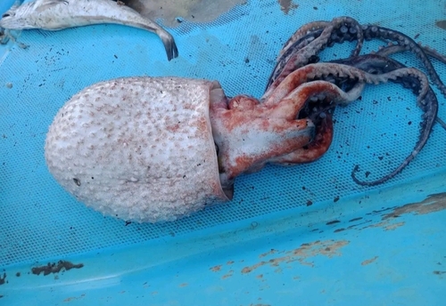 Football octopus