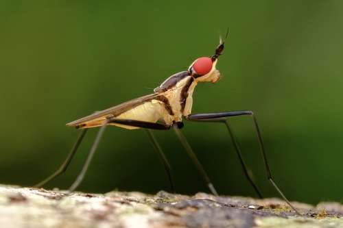 Telostylinus lineolatus