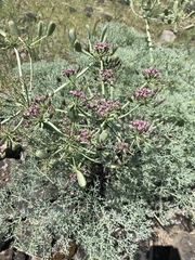 Lomatium columbianum