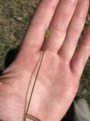 Carex cephalophora