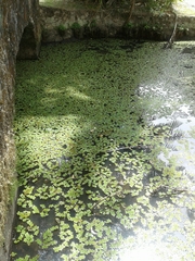 Salvinia auriculata