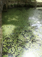 Salvinia auriculata