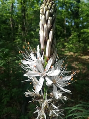 Asphodelus albus