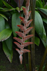 Heliconia vellerigera image