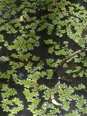Salvinia auriculata