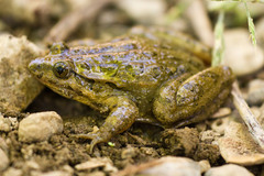 Moroccan Painted Frog photo 4