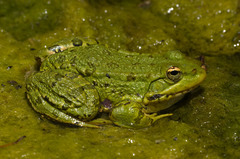 Sahara Frog photo 2