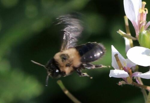 Andrena bicolorata