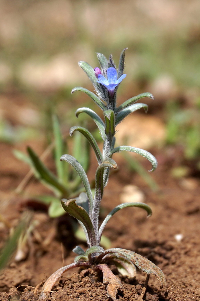 Blue Field Gromwell