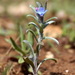 Blue Field Gromwell - Photo (c) Сергей, some rights reserved (CC BY-NC), uploaded by Сергей