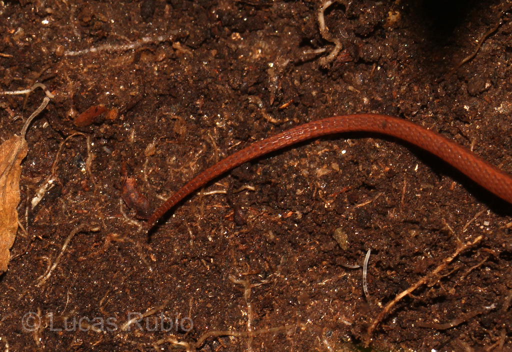 Aurivela tergolaevigata