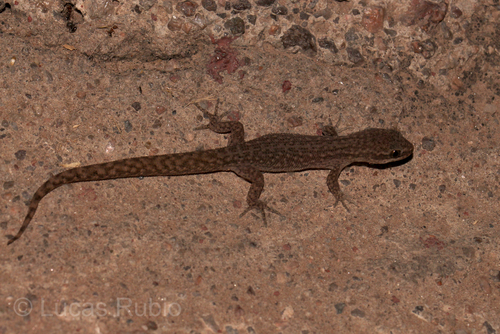 Borelli's Marked Gecko, Homonota borellii