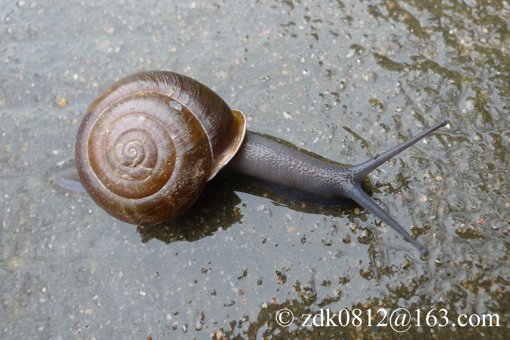 Eueuhadra