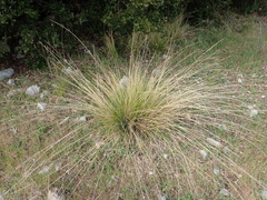 Stipa juncea