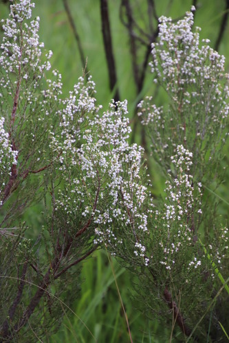 Image of Drakensberg Heath (Erica drakensbergensis) by (c) Tony Rebelo, some rights reserved (CC BY-SA)