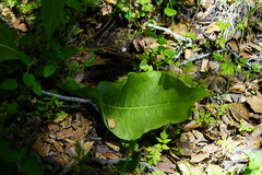 Wyethia angustifolia