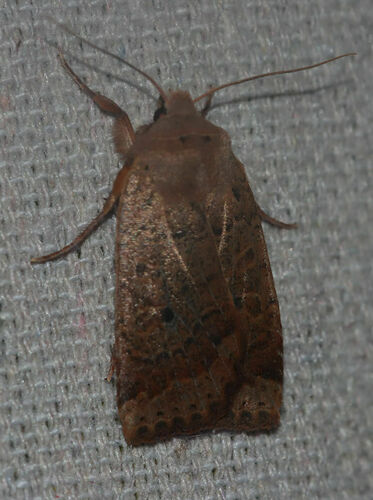 Variable Sallow photo 5