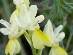 Orchis pauciflora