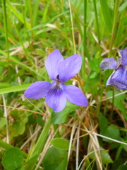 Rostratae