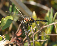 Leucorrhinia glacialis