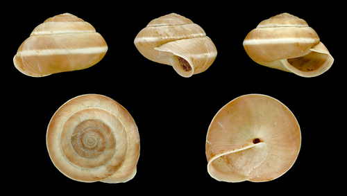 Hedge Snail