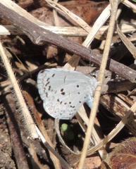 Celastrina ladon