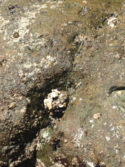 Anthopleura elegantissima