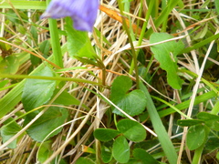 Rostratae