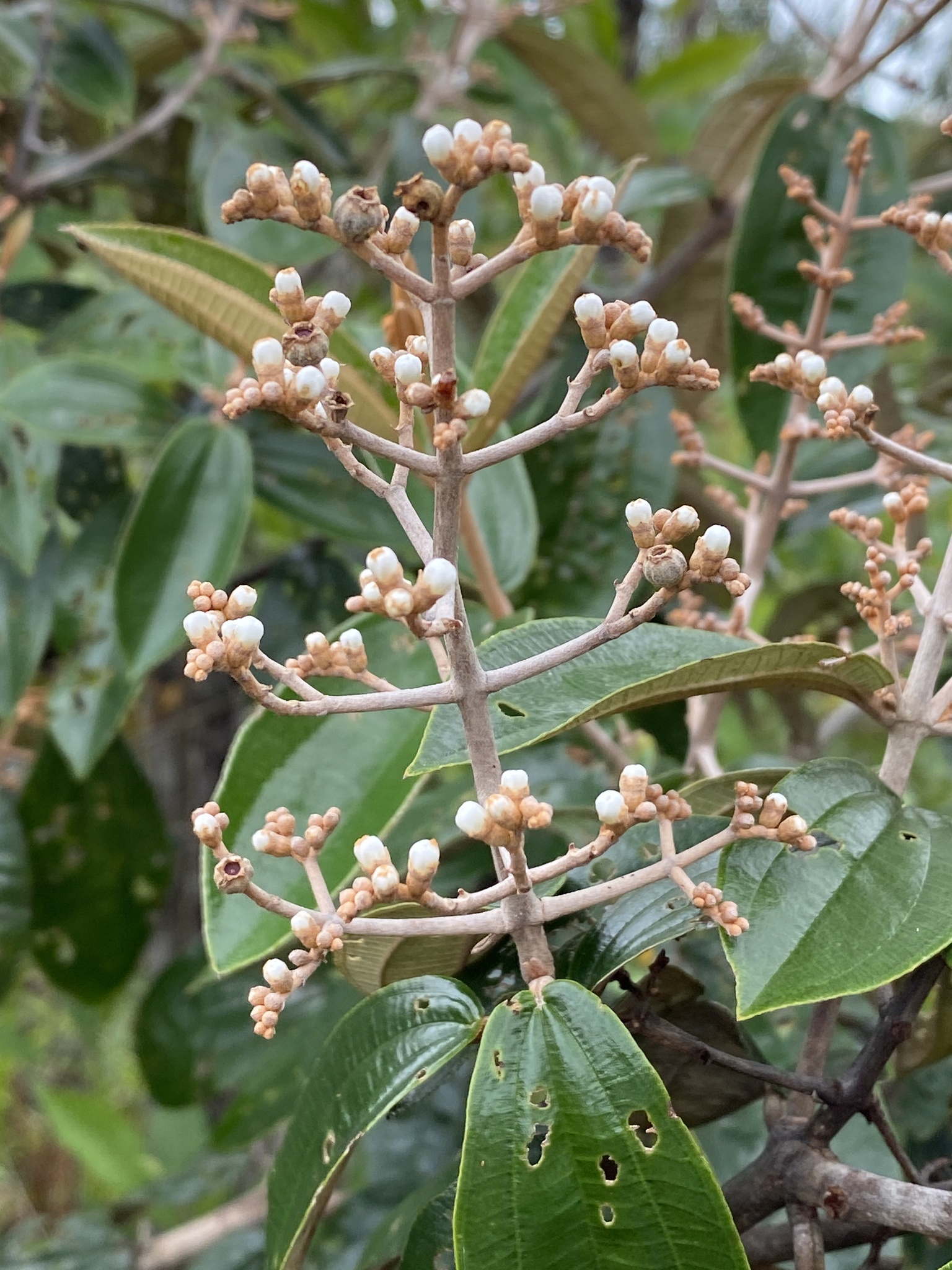 Imagem de Canela de velho