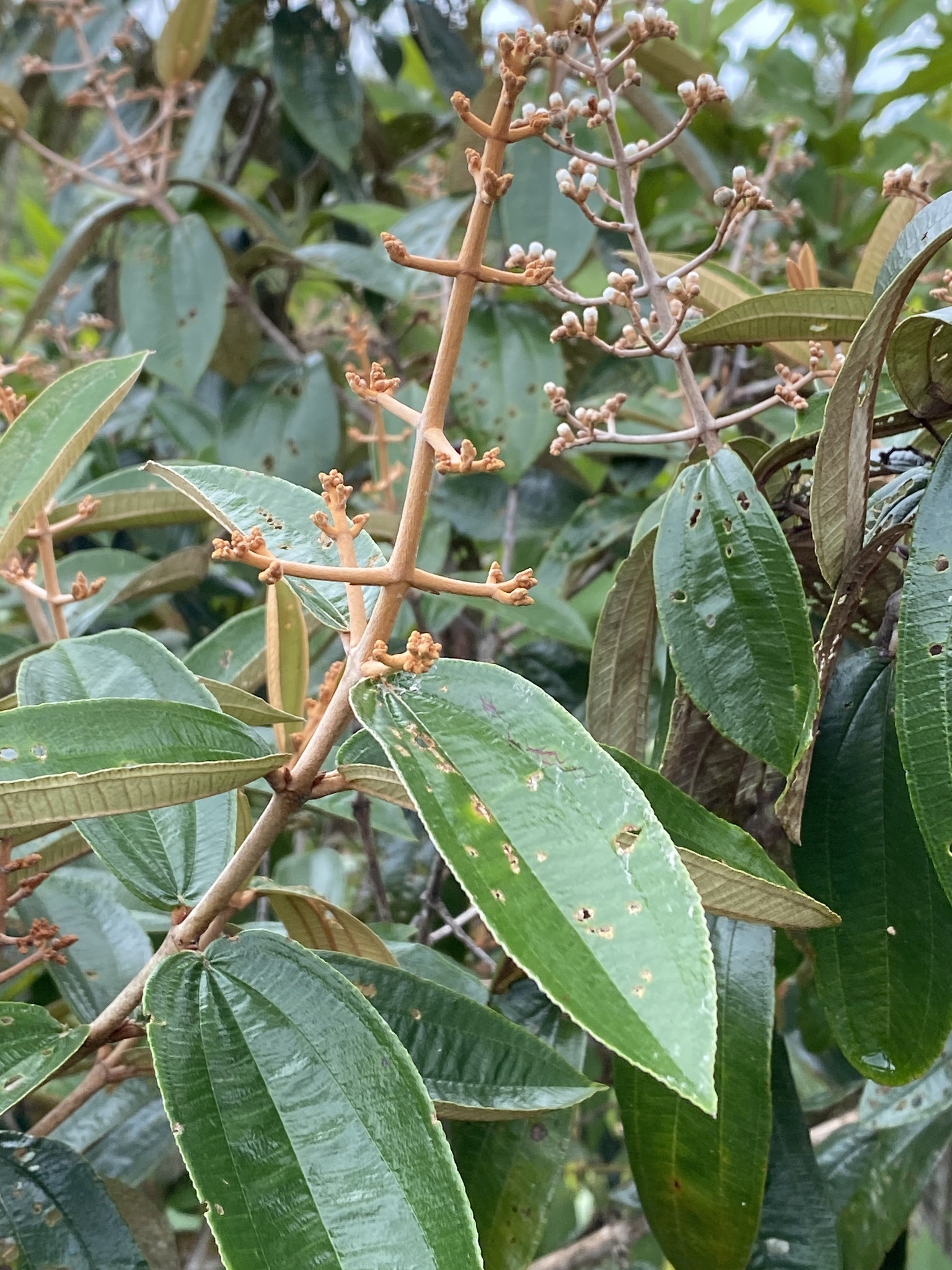 Imagem de Canela de velho