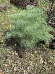 Lomatium columbianum