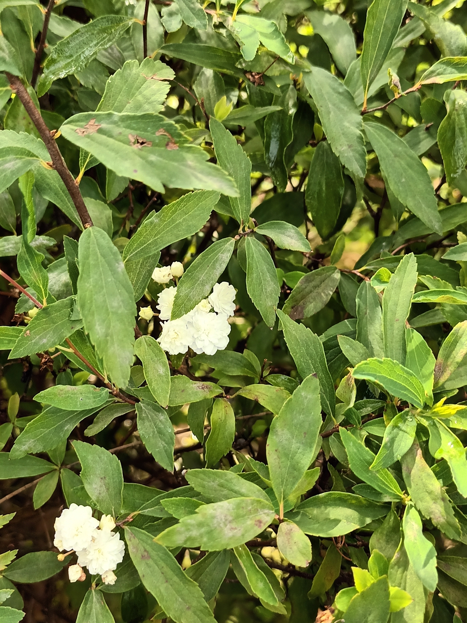 Imagem de Bridal Wreath